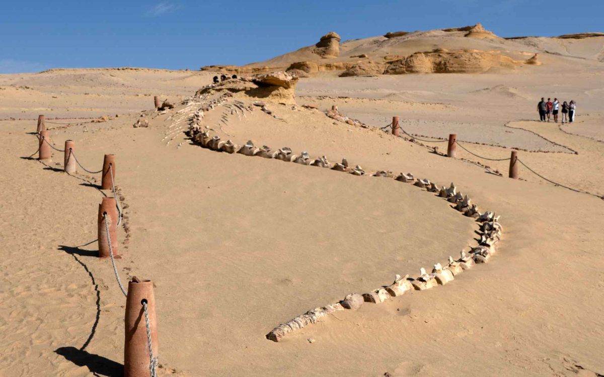 wadi el hitan fayoum