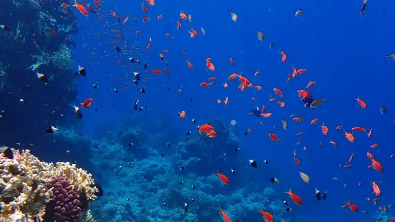 Escursione di snorkeling a Ras Mohamed da Sharm El Sheikh