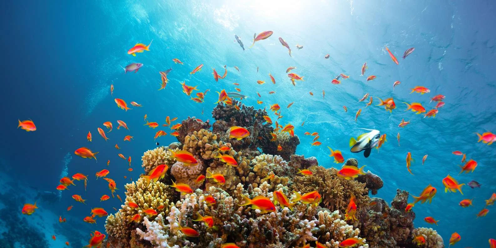 Escursione di snorkeling a Ras Mohamed da Sharm El Sheikh
