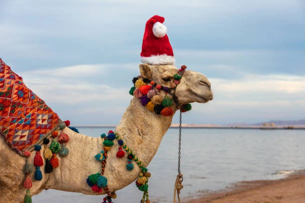 Tour di Natale di 7 giorni al Cairo e Sharm El Sheikh