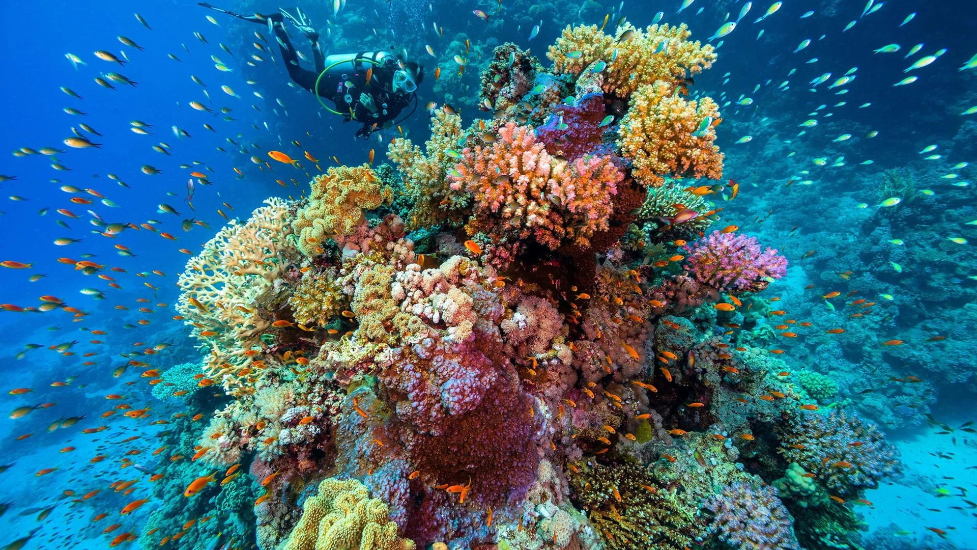Il miglior pacchetto turistico economico di 11 giorni al Cairo, crociera sul Nilo e Mar Rosso