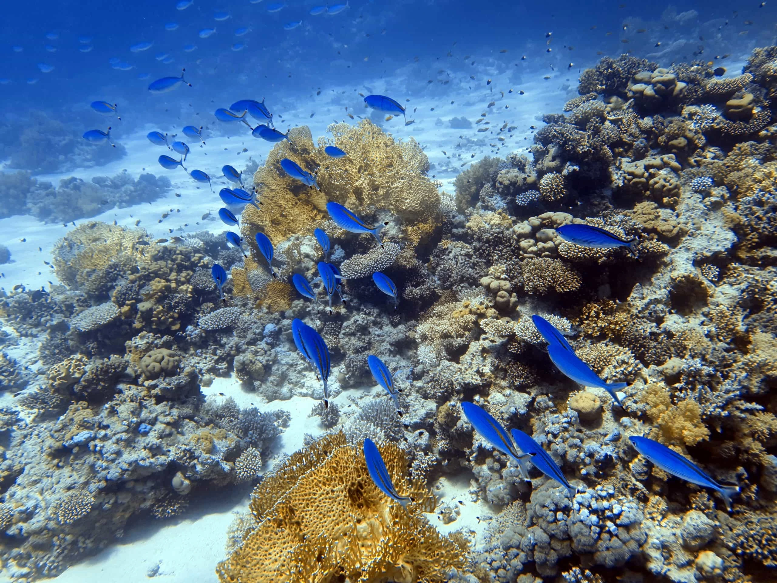 Tour del Cairo di 16 giorni con il miglior pacchetto famiglia e spiagge dell'Egitto