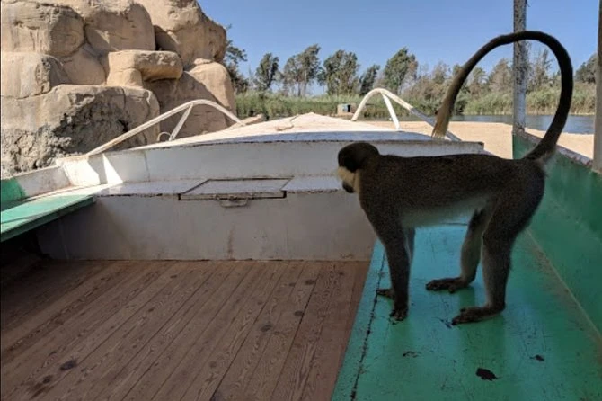 SAFARI AL PARCO AFRICANO DI ALESSANDRIA DAL CAIRO