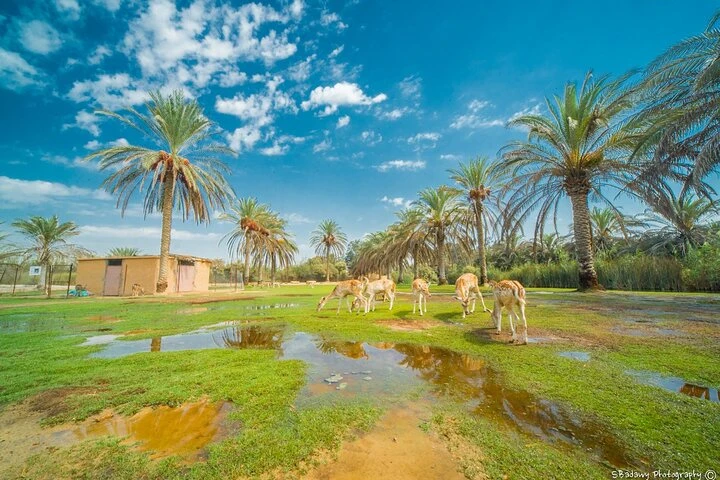SAFARI AL PARCO AFRICANO DI ALESSANDRIA DAL CAIRO