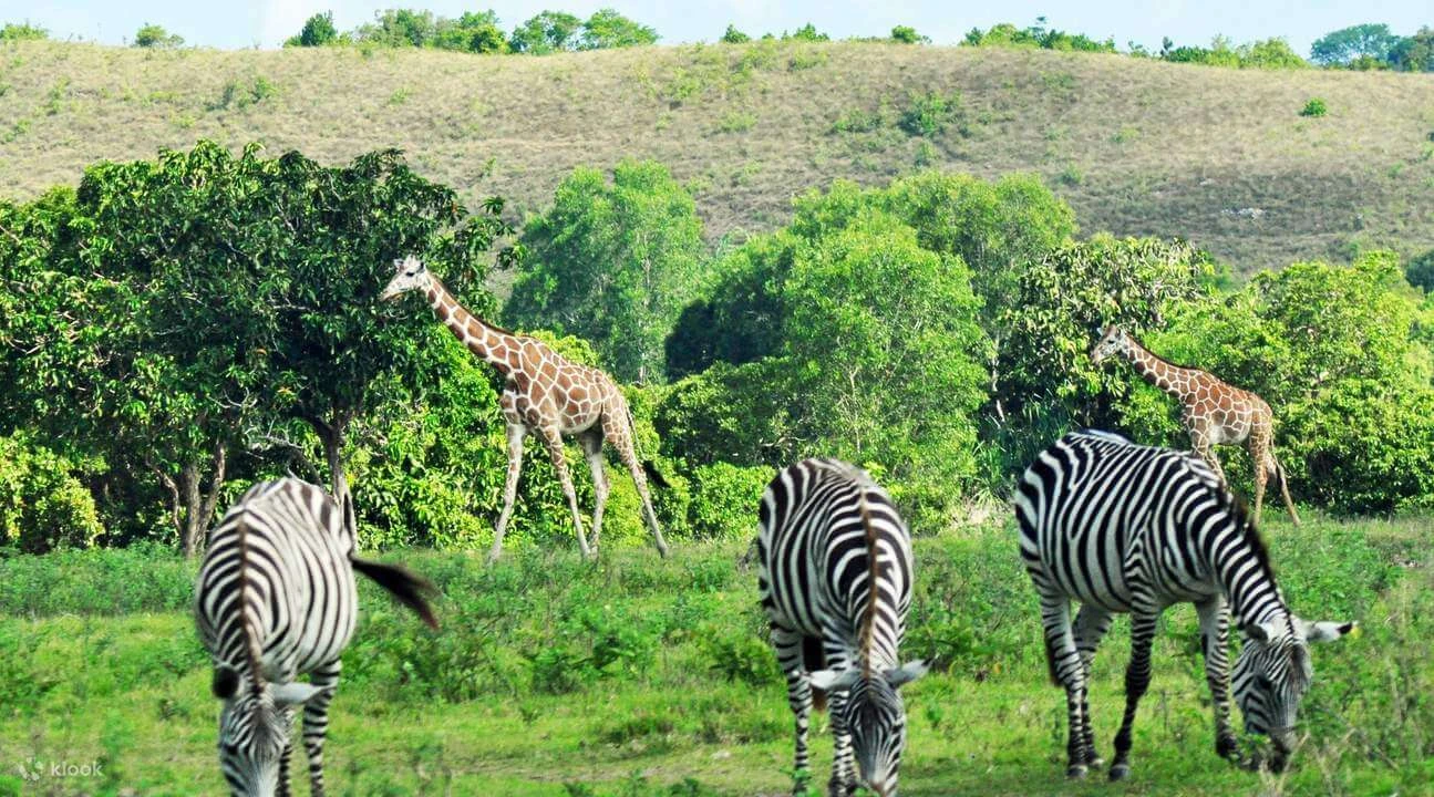 SAFARI AL PARCO AFRICANO DI ALESSANDRIA DAL CAIRO
