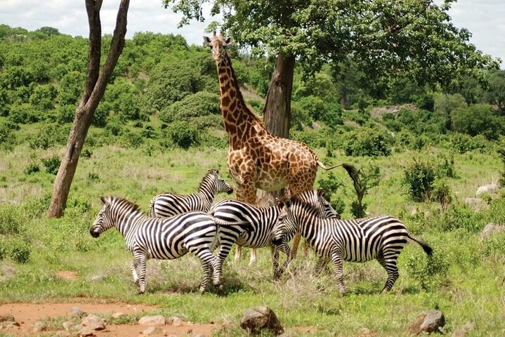 SAFARI AL PARCO AFRICANO DI ALESSANDRIA DAL CAIRO