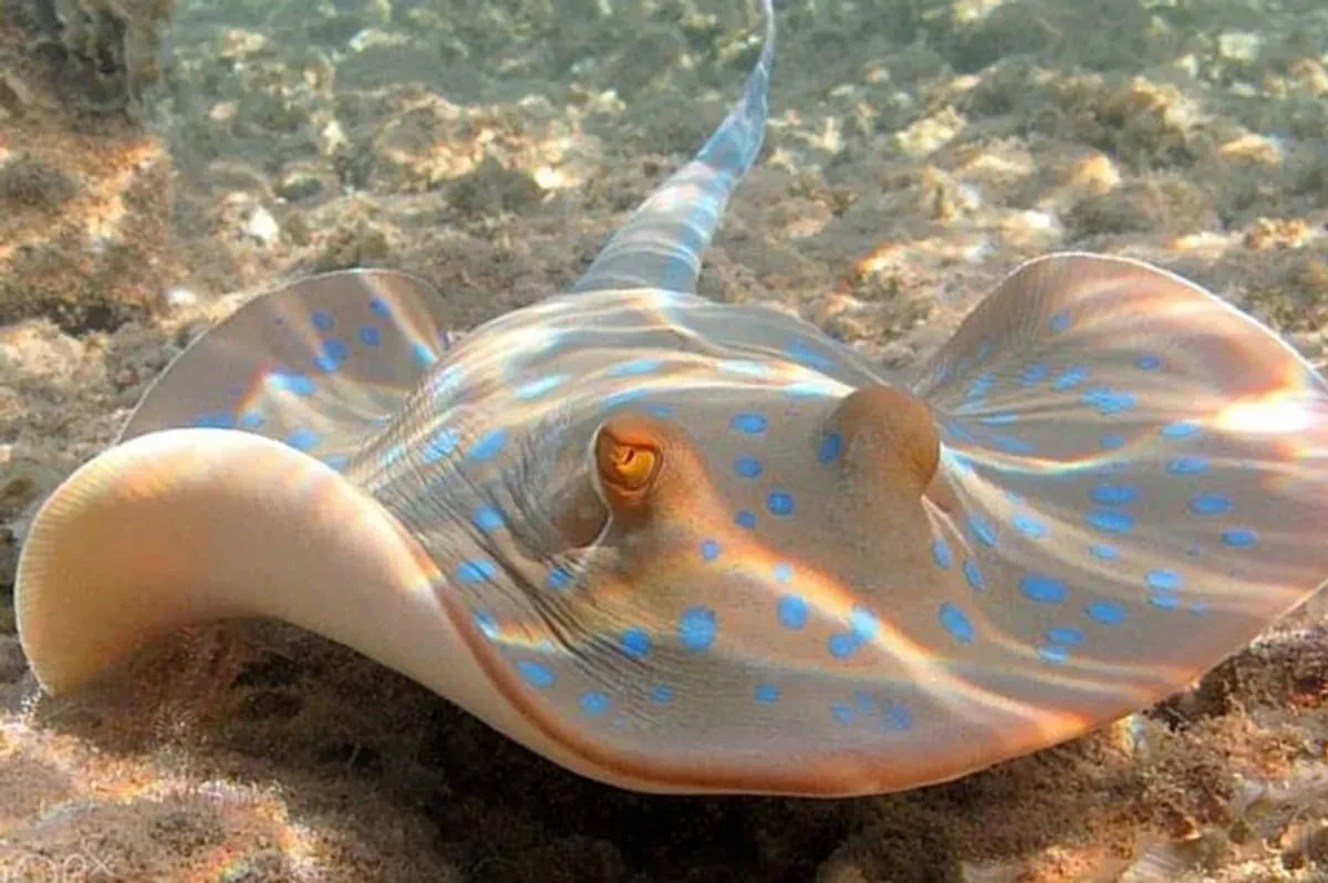 TOUR ECONOMICI DI HURGHADA SNORKELING ALL'ISOLA DI MAHMYA