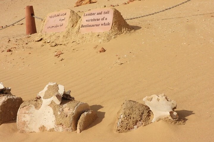 Tour di un giorno all'Oasi di Fayoum dal Cairo