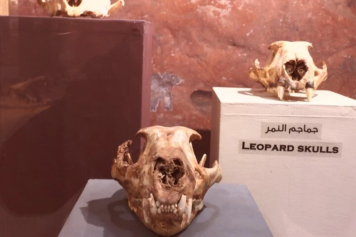 Tour di un giorno all'Oasi di Fayoum dal Cairo