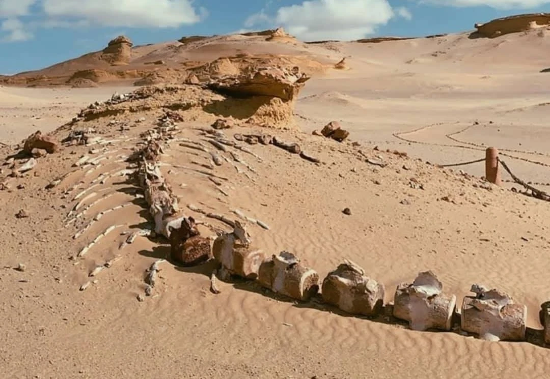 Gita di un giorno dal Cairo a Wadi El Hitan e all'oasi di Fayoum
