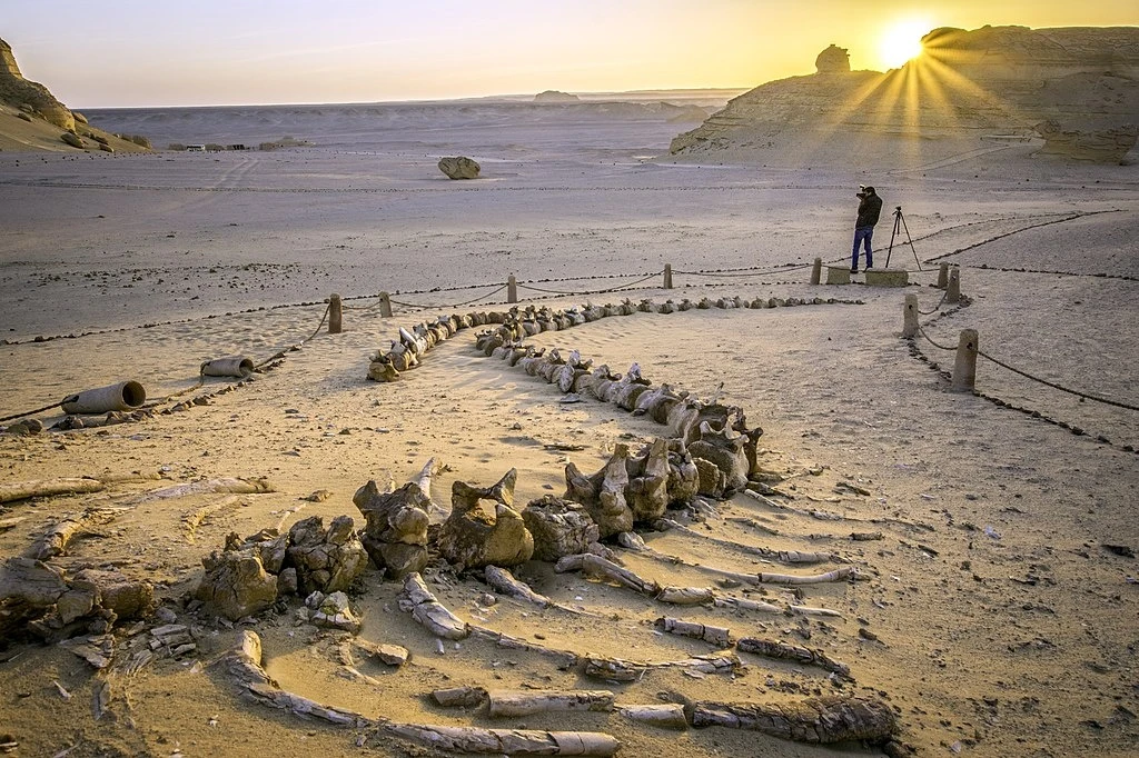 Gita di un giorno dal Cairo a Wadi El Hitan e all'oasi di Fayoum