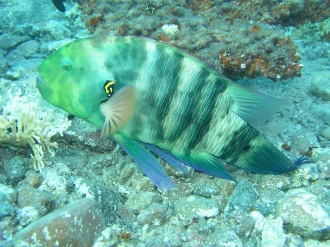 Sottomarino Royal Sea Scope Hurghada