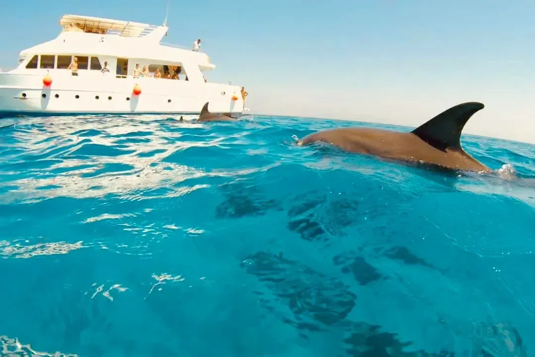 Tour in barca per l'osservazione dei delfini di Hurghada con snorkeling e pranzo