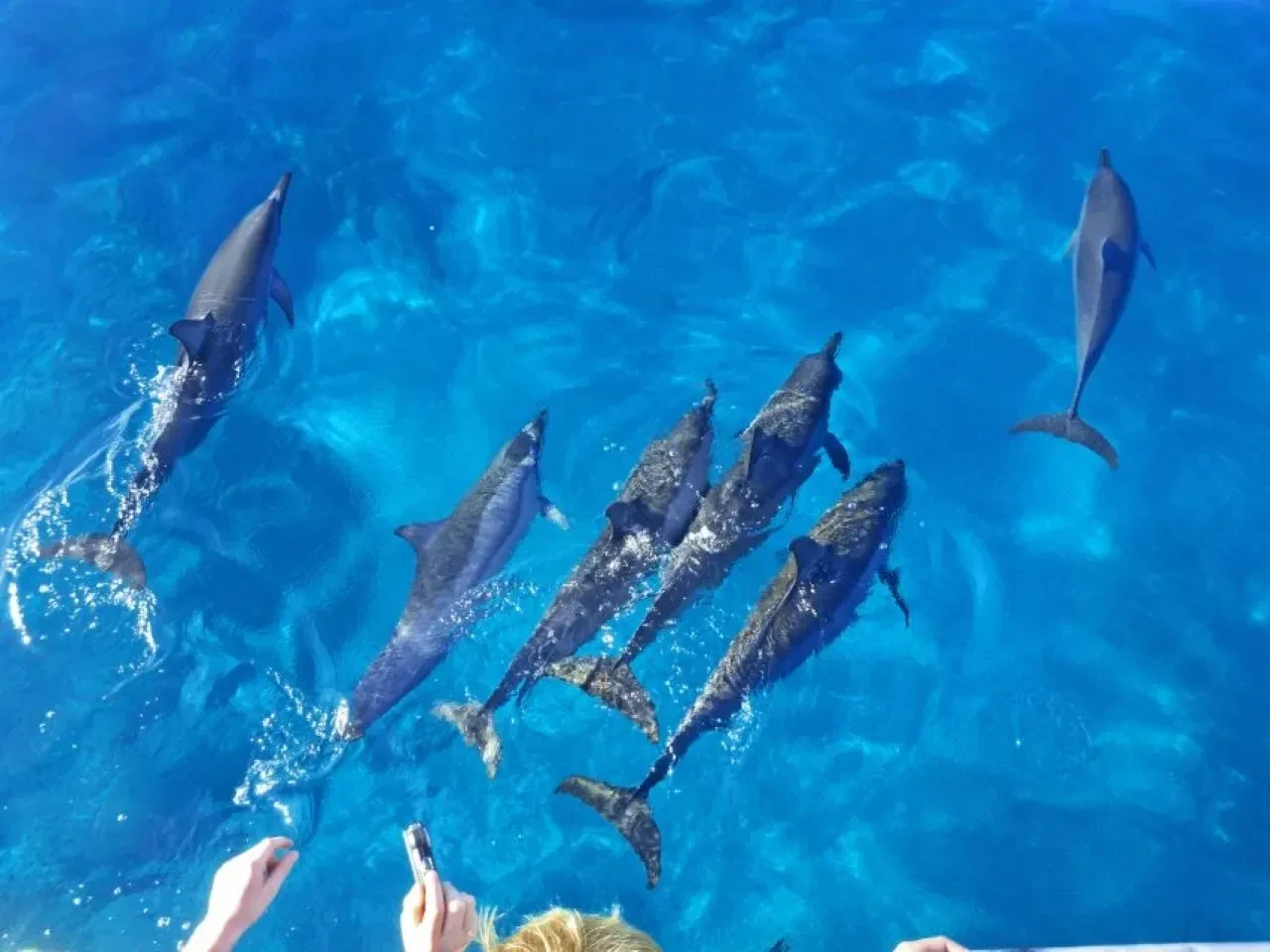 Tour in barca per l'osservazione dei delfini di Hurghada con snorkeling e pranzo