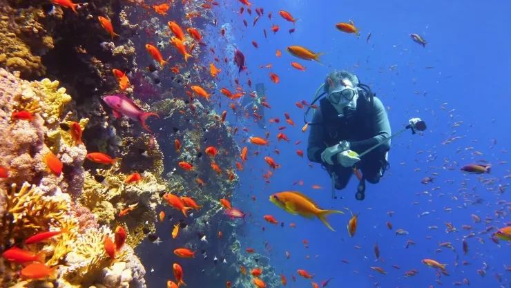Sharm El Sheikh: immersioni e snorkeling a Ras Mohammed e White Island