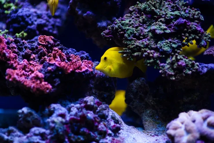 Sharm El Sheikh: immersioni e snorkeling a Ras Mohammed e White Island