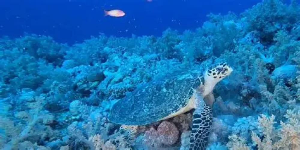Esplora le barriere coralline del Mar Rosso a Hurghada