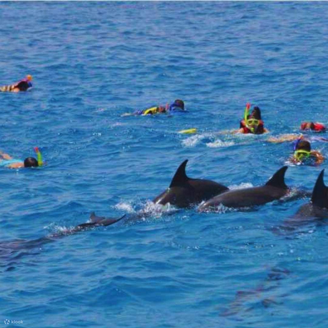 Nuotare con i delfini a Hurghada: un'esperienza unica