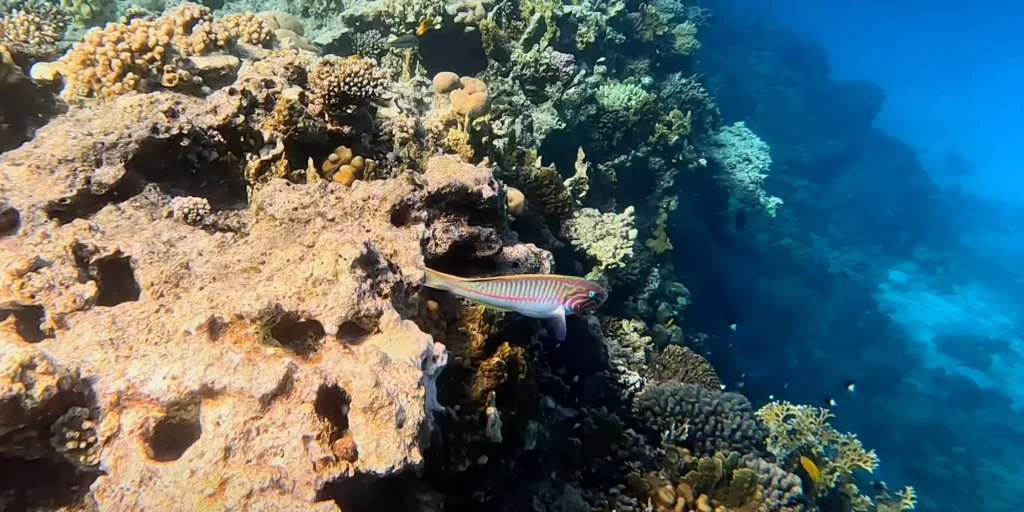 Avventura subacquea alla barriera corallina di El Fanadir: un'esperienza da provare