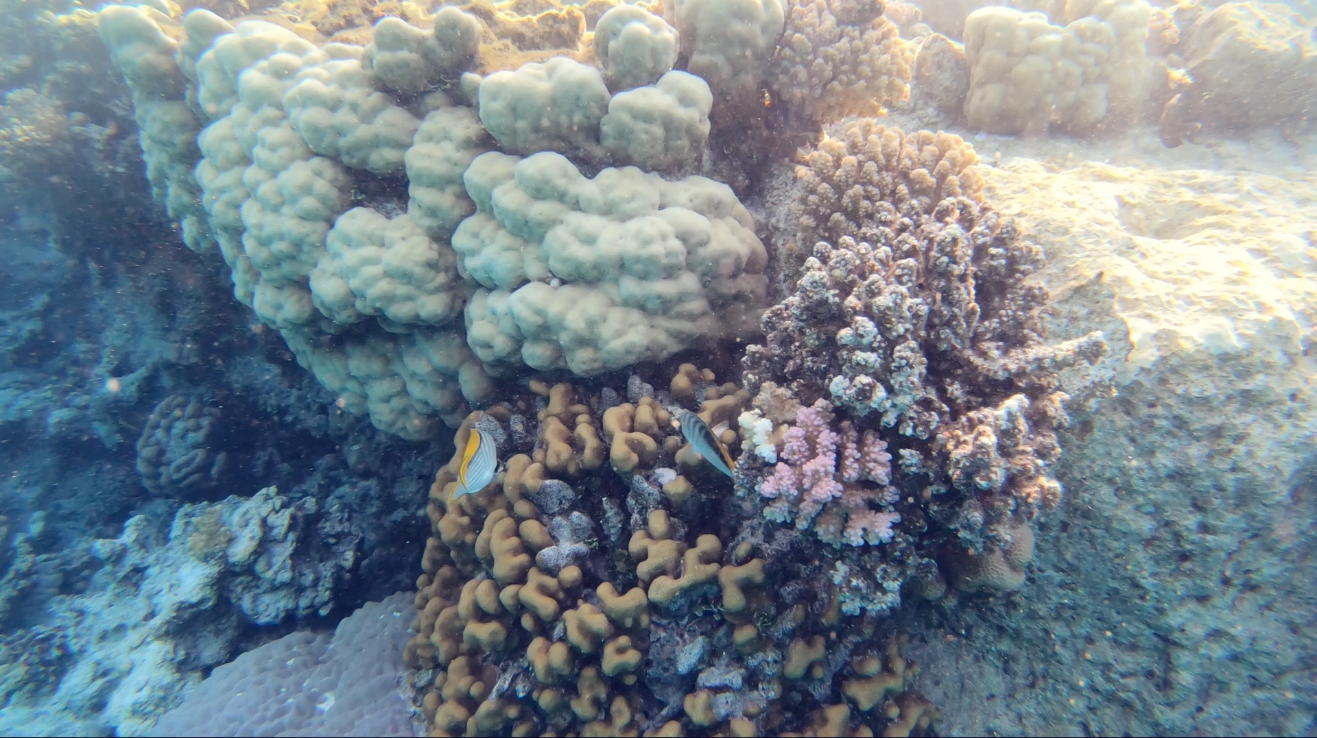 Guida allo snorkeling a Sharm El-Sheikh: le 5 migliori barriere coralline e spiagge da visitare