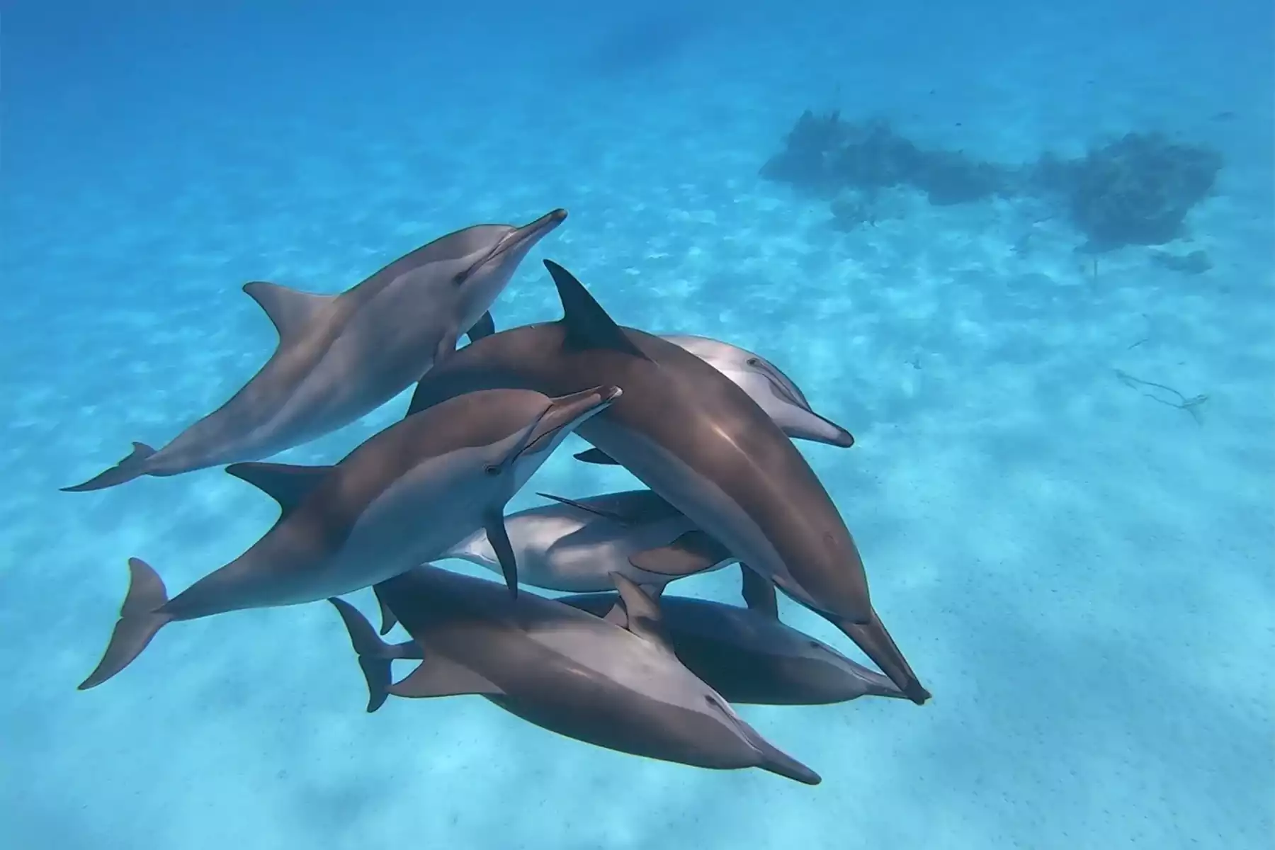 Guida allo spettacolo dei delfini di Sharm El-Sheikh: consigli sui biglietti, esperienze di nuoto e orari degli spettacoli