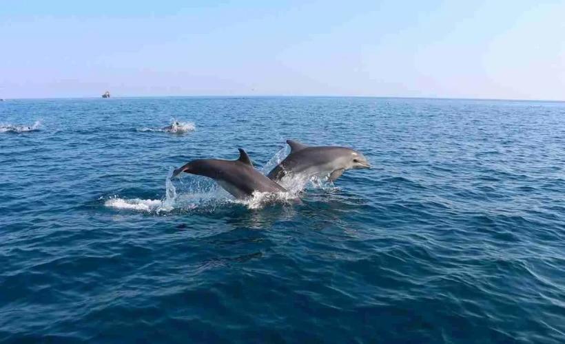 Guida allo spettacolo dei delfini di Sharm El-Sheikh: consigli sui biglietti, esperienze di nuoto e orari degli spettacoli