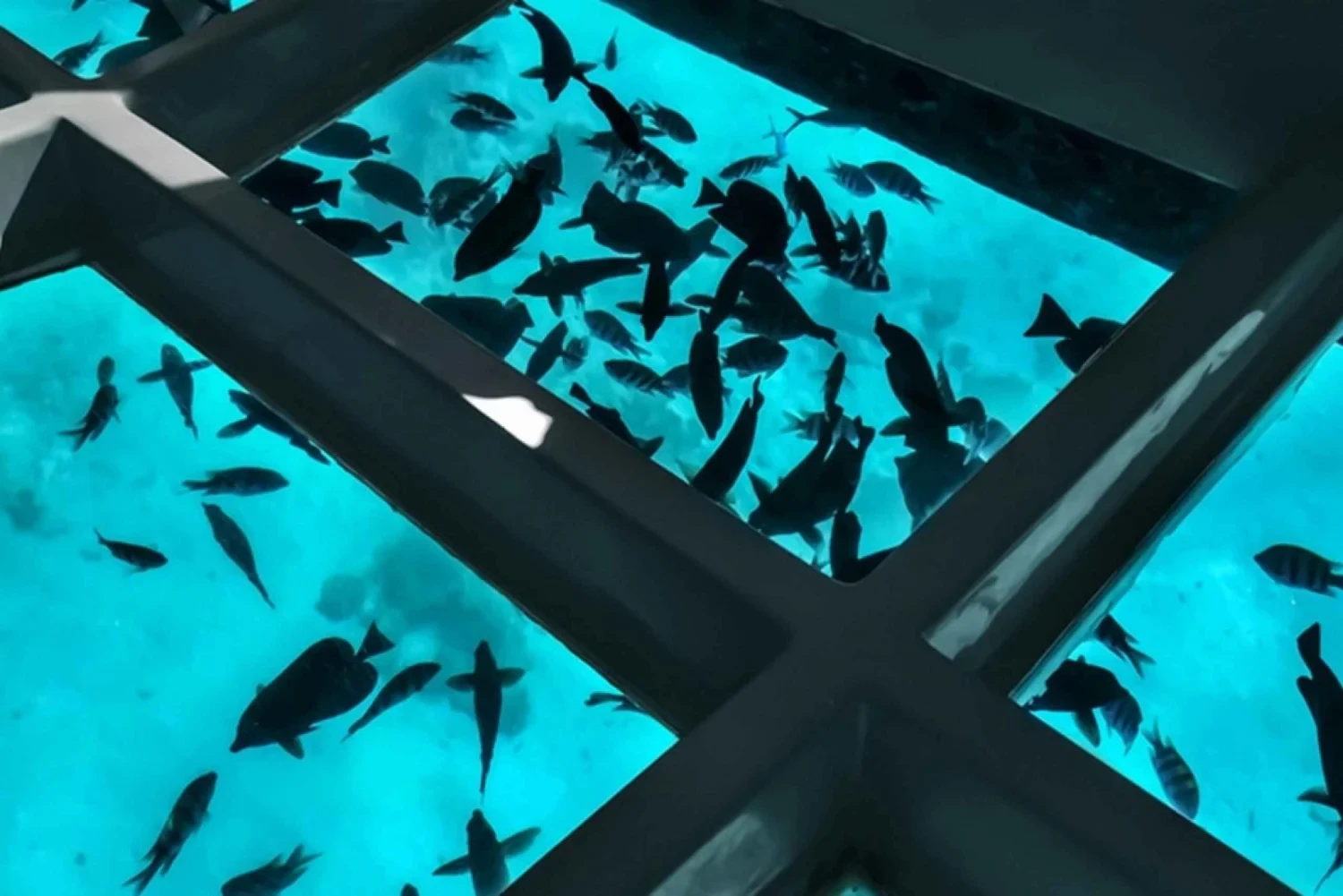 Glass bottom boat in sharm el sheikh