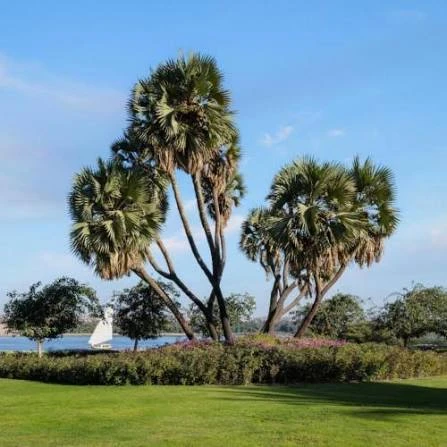 MGM Wellness Retreat (Aswan)