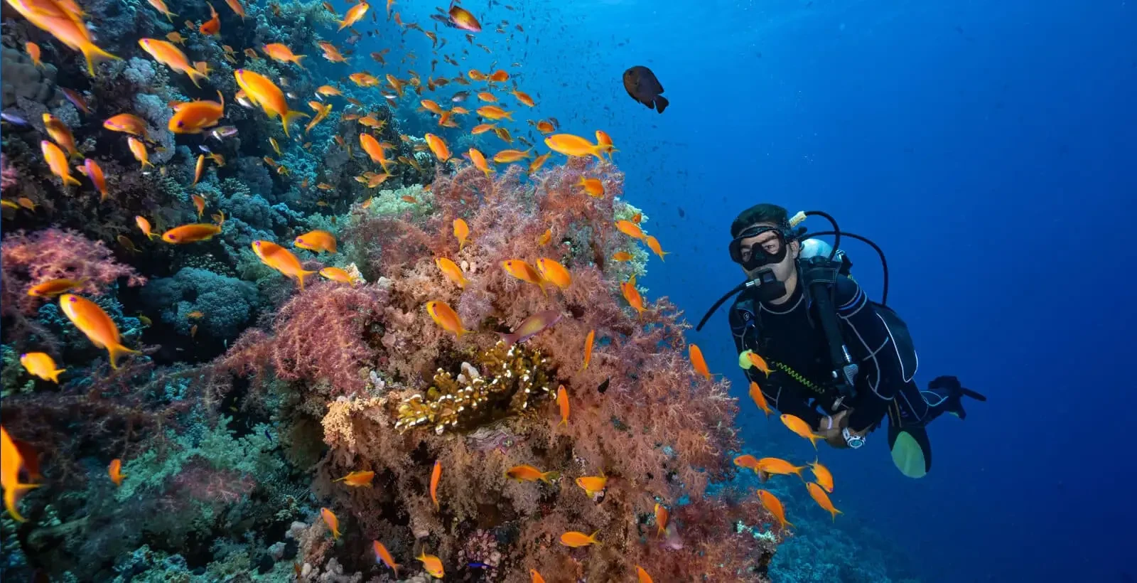 Colorful coral reefs at Ras Mohammed