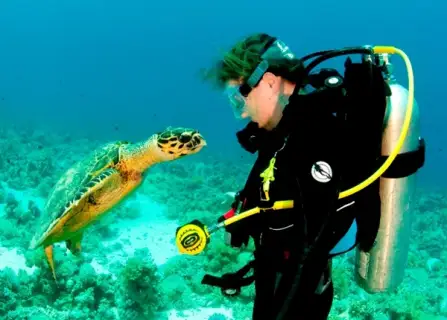 Ras Mohammed Diving Trip Red Sea