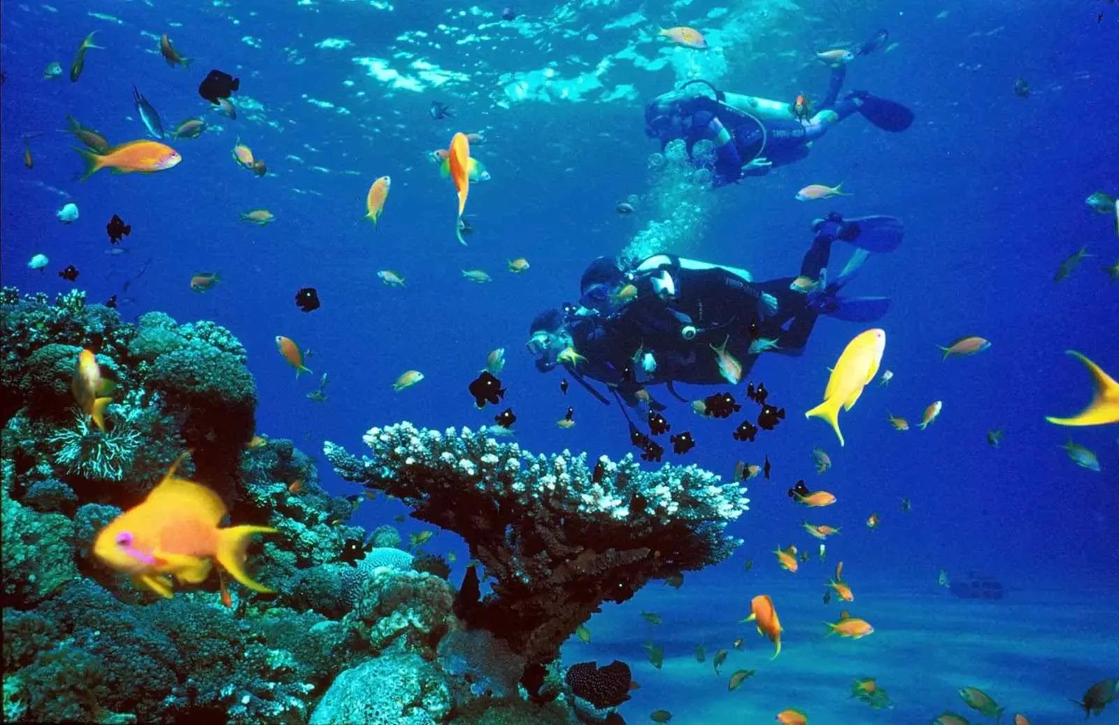 Sharm El Sheikh Diving Excursion