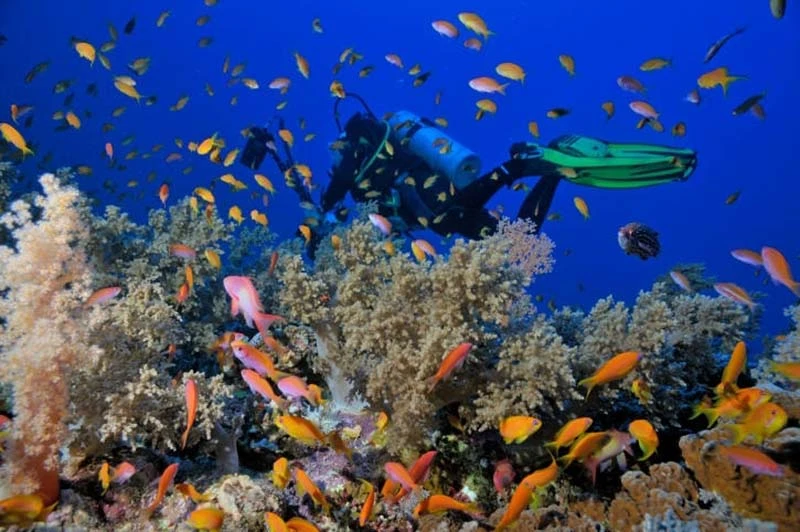 Ras Mohammed Diving Trip Sharm