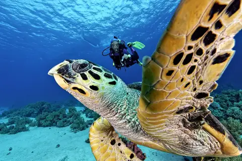 Ras Mohammed Diving Trip Red Sea