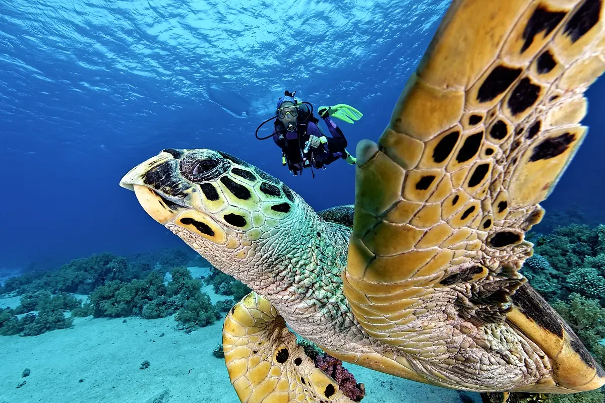 Ras Mohammed Diving Trip Red Sea