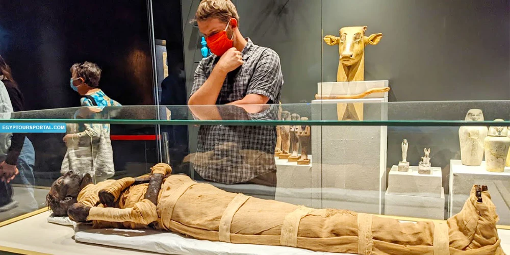 A Wheelchair Day-Tour trip to the New Egyptian Museum of Civilization
