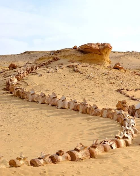 Egypt Short Breaks Fayoum, Wadi El Hitan & The White Desert