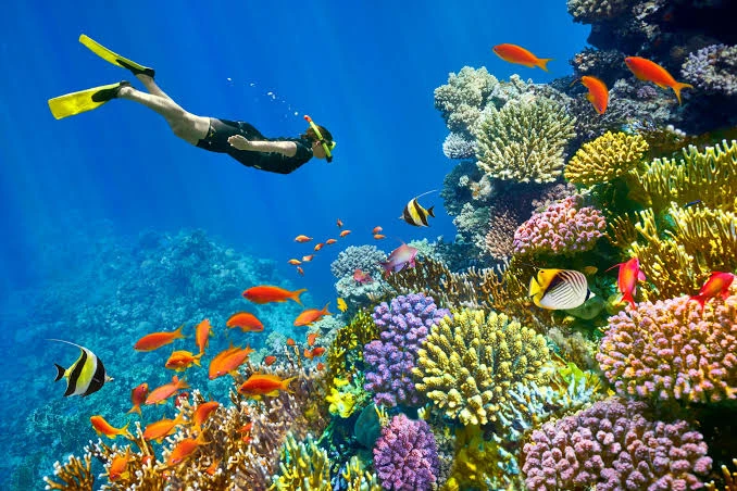 Scuba Diving in Sharm El Sheikh