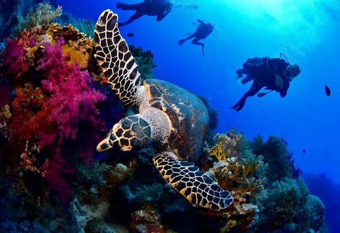 Scuba Diving in Sharm El Sheikh