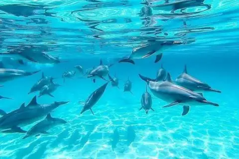 Dolphin House Tour in Marsa Alam