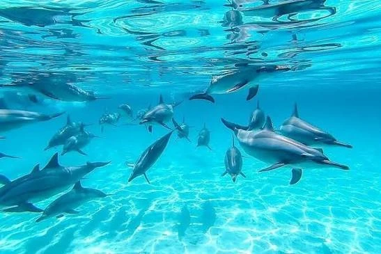 Dolphin House Tour in Marsa Alam