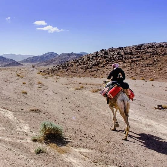 Quad biking with Camel ride and Beduin dinner