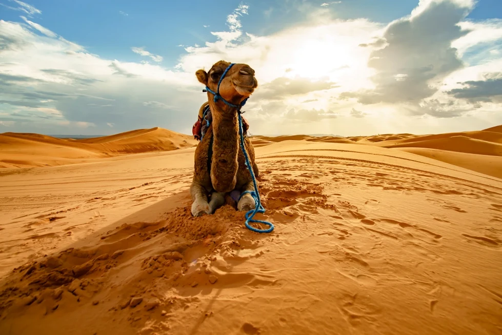 Sunset Quad Bike Desert Safari Hurghada Excursion