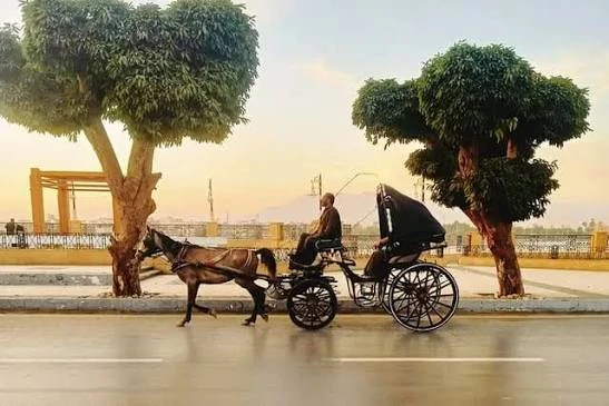 Luxor Horse Carriage Trip