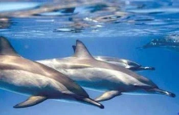 Snorkeling Trip At Satayh Dolphin Reef Marsa Alam