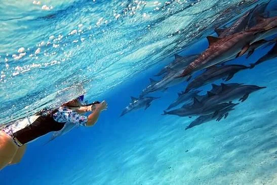 Snorkeling Trip At Satayh Dolphin Reef Marsa Alam