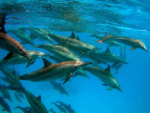 Snorkeling Trip At Satayh Dolphin Reef Marsa Alam