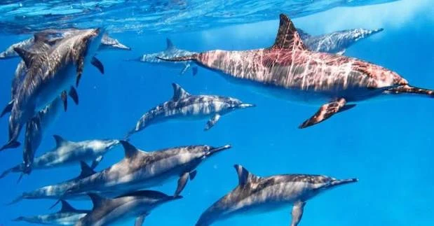 Snorkeling Trip At Satayh Dolphin Reef Marsa Alam