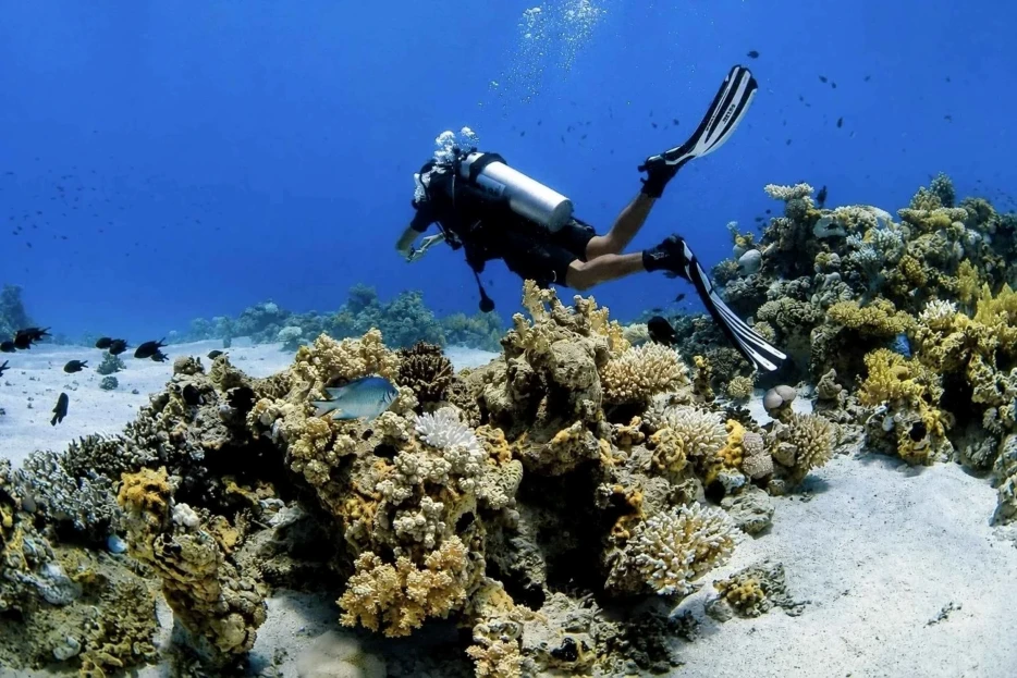 Tiran Island Snorkeling Trip from Sharm El Sheikh