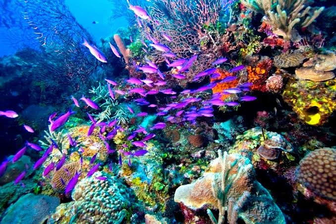 Tiran Island Snorkeling Trip from Sharm El Sheikh
