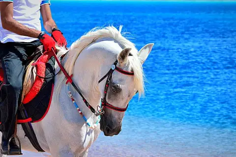 Horseback Riding in the Desert of Sharm El Sheikh